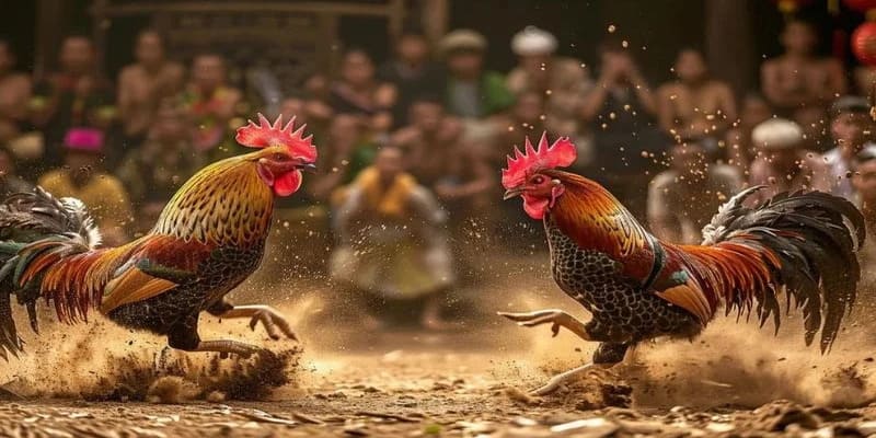 Cách cá cược đá gà cựa sắt tại UU88 chi tiết từ A–Z
