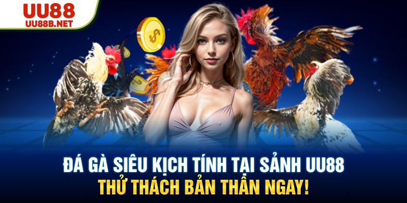 Đá Gà tre kịch tính uu88
