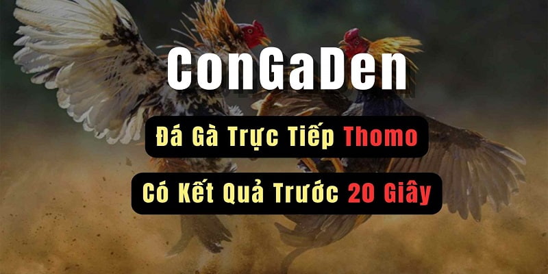 Ưu Điểm Nổi Bật Khi Xem Đá Gà Thomo Tại UU88