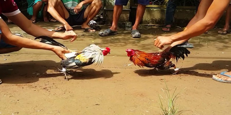 5 Bí Quyết Cá Cược Đỉnh Cao Khi Đá Gà Tre tại UU88