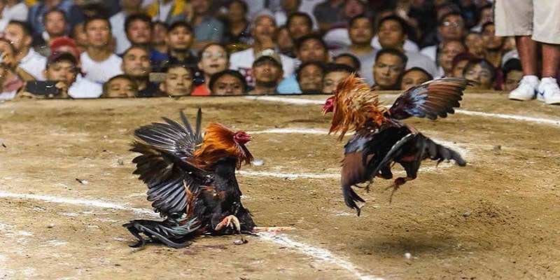 Ưu Thế Khi Chơi Đá Gà Trực Tiếp Tại UU88